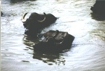 Badende B&uuml;ffel in der Kokel